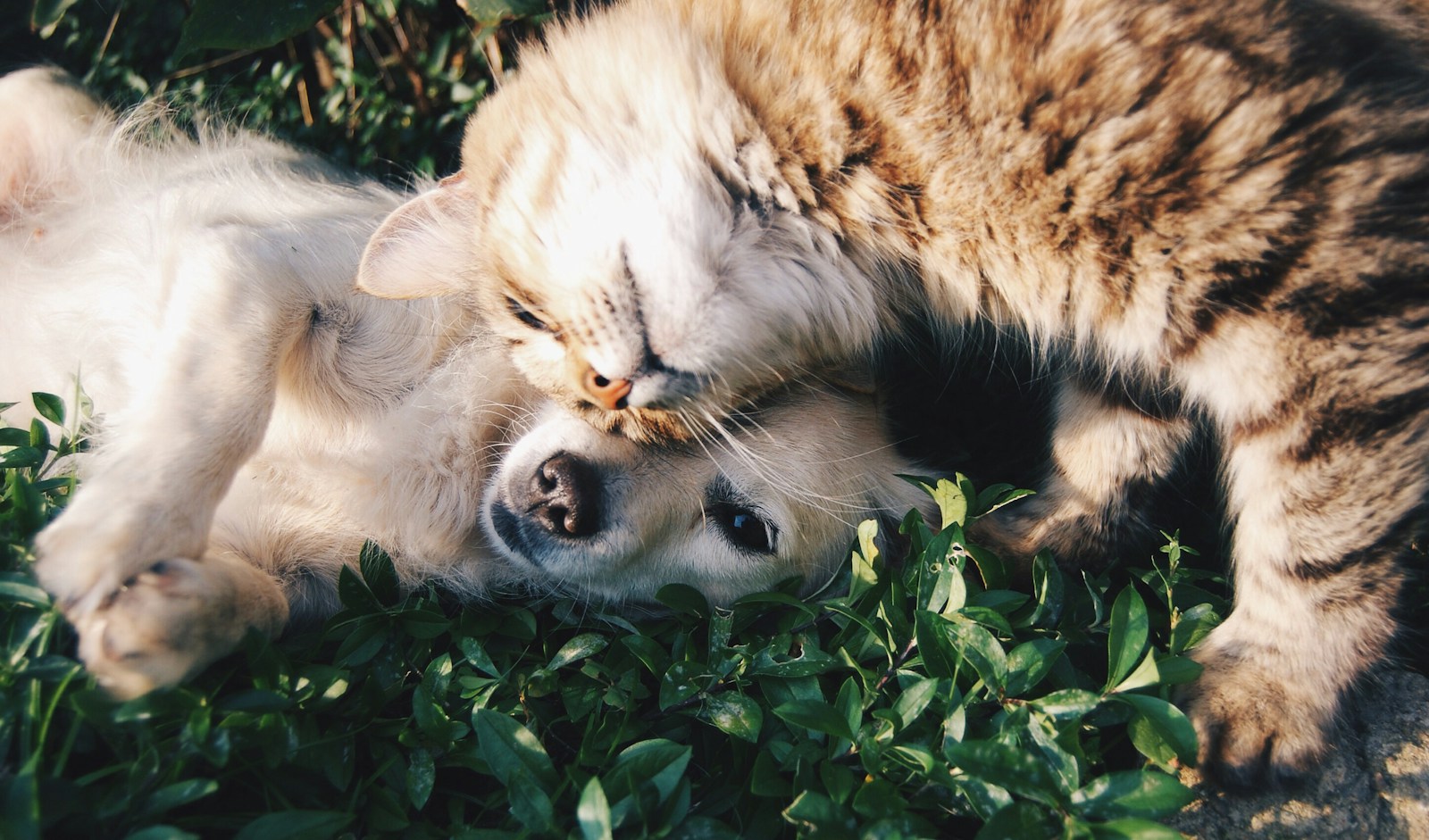 A puppy and a cat cuddling outdoors.